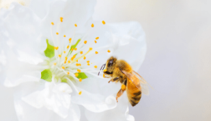 apitherapy for penis enlargement