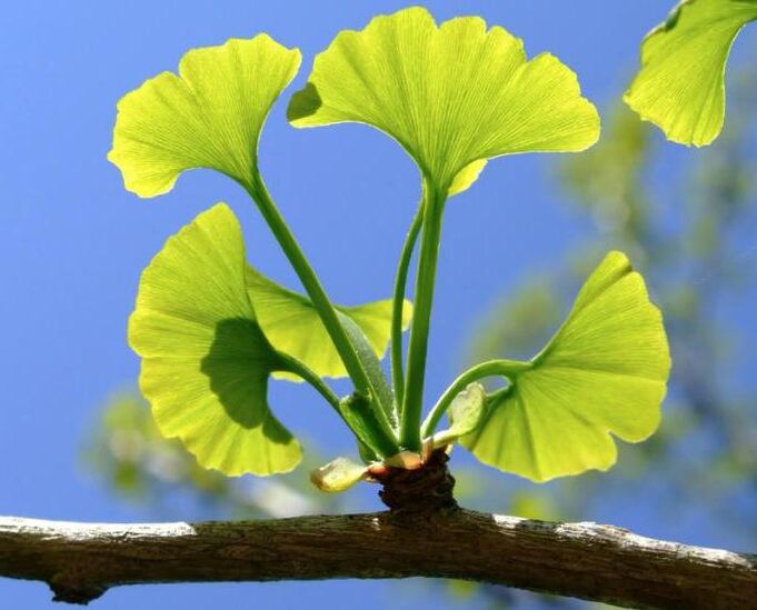 ginkgo sac for penis enlargement